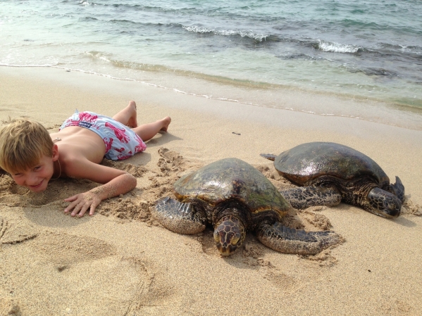 Green Sea Turtles Big Island
