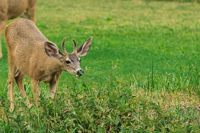Wildlife at The Ranch at Laguna Beach